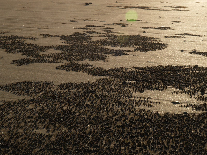 A51005_044402 5829  E1