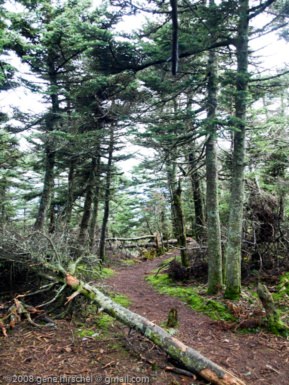 Killington Vermont Fall Foliage Leaves