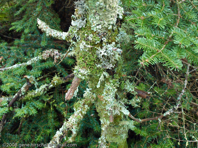 Killington Vermont Fall Foliage Leaves