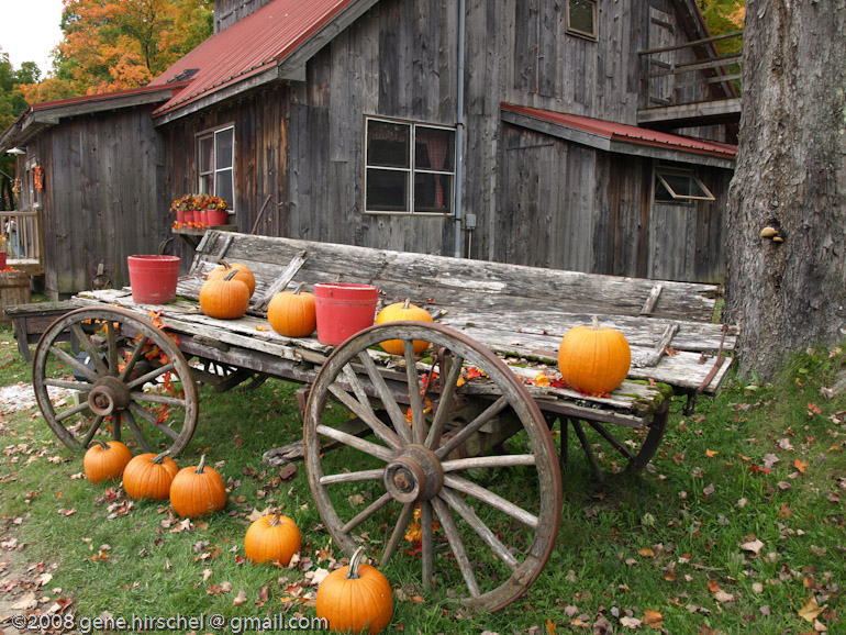 Killington Vermont Fall Foliage Leaves