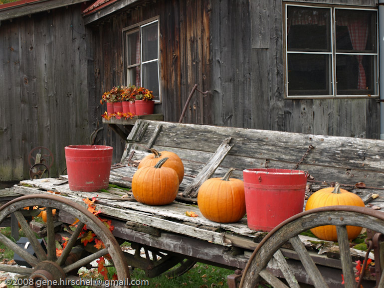 Killington Vermont Fall Foliage Leaves